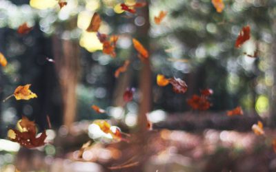 Herbstqualitäten nutzen – innere Balance stärken